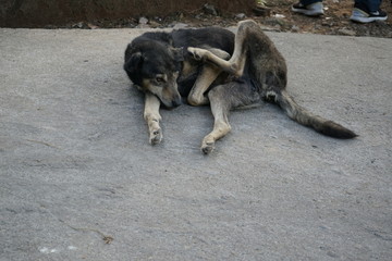 Black Stray dog