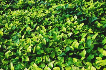 Obraz premium Green epipremnum aureum texture detail background, frame concept