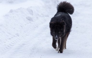 Naklejka premium Black dog on white snow in winter