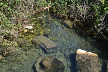 Pool of Nymphs
