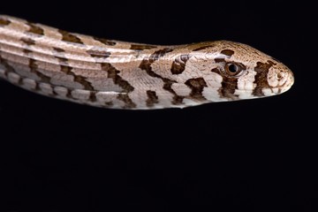 European glass lizard (Pseudopus apodus thracius)