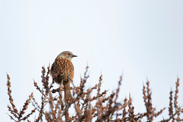 Little bird (dunnock)