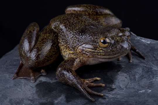 Cameroon slippery frog (Conraua robusta)