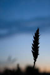 Wheat silhouette and blue sky