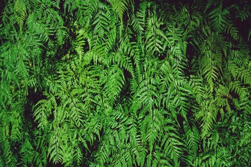 Green fern texture detail background, frame concept