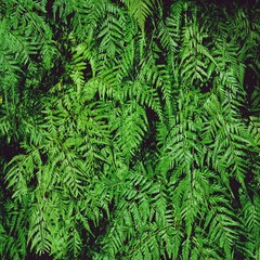 Green fern texture detail background, frame concept