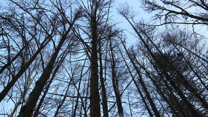 冬だ 地域モスクワ。