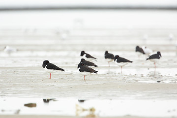 Flock of oystercatchers