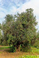 Fototapeta na wymiar Olive trees in Tuscany loaded with ripe olives in Autumn - 1