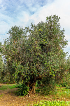 Olive trees in Tuscany loaded with ripe olives in Autumn - 1