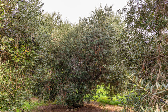 Olive trees in Tuscany loaded with ripe olives in Autumn - 2