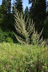 common wormwood growing on sunny forest glade