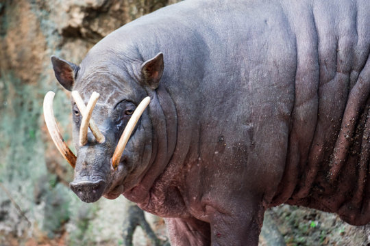 Babirusa deer-pigs Babyrousa while looking for food on a wet soil or mud.