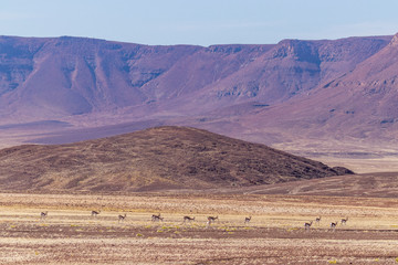 Obraz premium Breathtaking landscape, Skeleton Coast Park, Namibia.