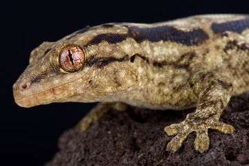 Striped velvet gecko (Homopholis arnoldi)