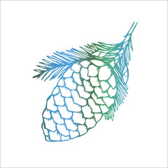 Color drawing of a branch with a pine cone. Beauty plant.