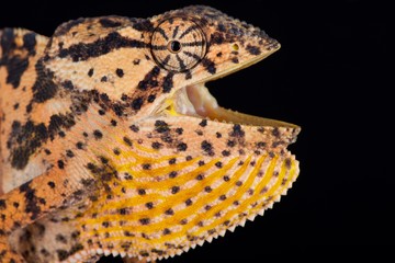 Mozambique flapped necked chameleon (Chamaeleo dilepis petersii)
