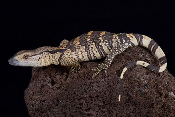 The white-throated monitor (Varanus albigularis albigularis) is a giant lizard species found in...
