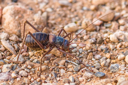 Gurchenko filmlarda yalangoch Anal porno kompilyatsiya
