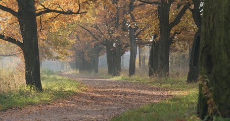 autumn oak alley in park