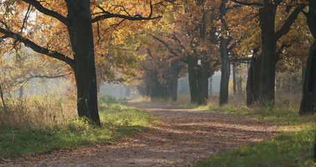 autumn oak alley in park
