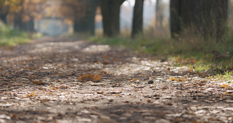 autumn oak alley in park