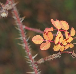 Red autumn leaves of wild rose on a branch of a plant.