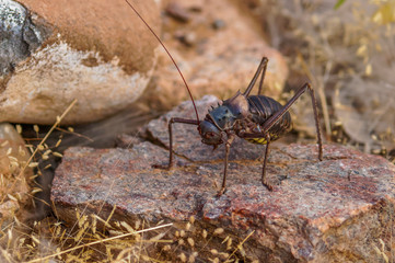 A grasshopper ( Acanthoplus Discoidalis), Damaraland, Namibia.