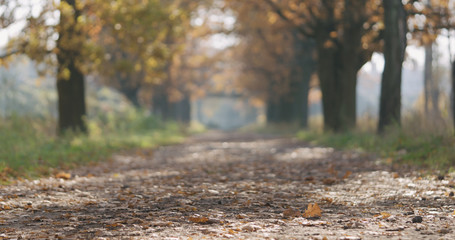 autumn oak alley in park