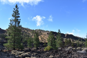 Hiking trail with many green pines near the big famous volcano Pico del Teide in Tenerife, Europe