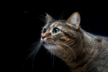 Portrait of a beautiful cat on a black background
