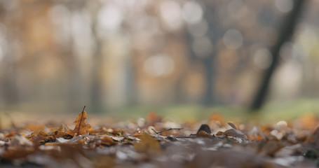 low angle closeup autumn oak alley in park
