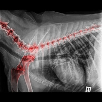 X-ray of dog lateral view closed up thorax and chest red highlight foreleg bone in shoulder joint and neck bone to back bone- degenerative joint disease in dog- Veterinary medicine- Veterinary anatomy