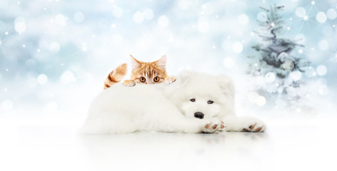 merry christmas signboard or gift card for pet shop, white dog and ginger cat pets isolated on blurred xmas lights and tree, copy space blank background