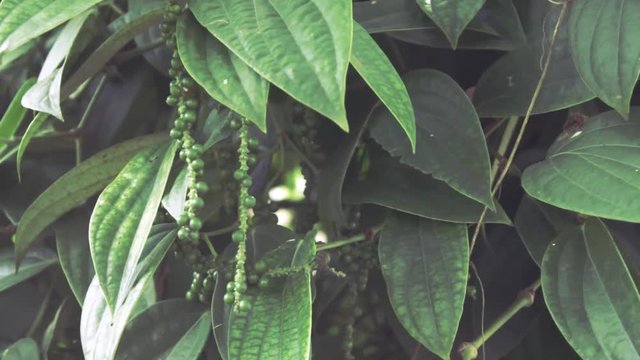 Blur to focus of pepper tree and fruit.