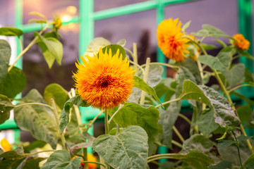Beautiful sunflowers in Claude Monet's garden 