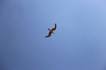 Gaviota en pleno vuelo