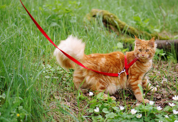 Young red Maine Coon cat with yellow eyes, outside on the green grass 