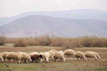 Fototapeta premium flock of sheep