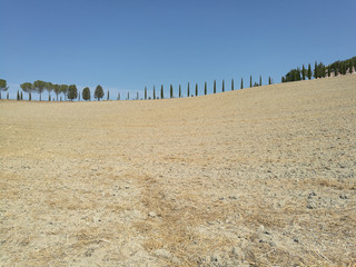 Field cultivated with wheat and hay bales