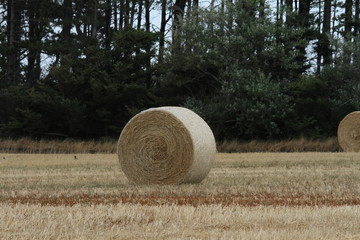 Rundballen Stroh auf dem Feld vor dem Waldrand