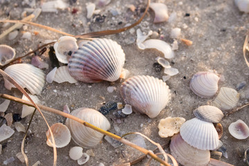 Pink and white seashells on white sand. Shells concept. Shells on sea beach. Empty beach with seashells. Tropical travel concept. Seashore at sunrise. Summer beach in sunlight.