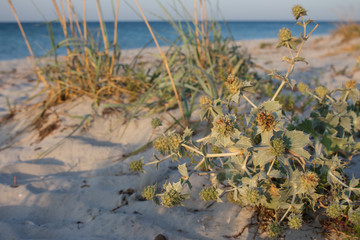 Green bur with dry grass at empty summer beach in the morning. Sea and ocean landscape. Empty beach. Tropical travel concept. Seashore at sunrise. Summer beach in sunlight. Peaceful place background. 