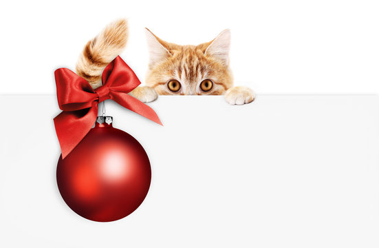 Merry Christmas Signboard Or Gift Card For Pet Shop Or Vet Clinic, Ginger Cat Showing White Card With Red Xmas Ball And Ribbon Bow, Isolated On White, Copy Space Blank Background