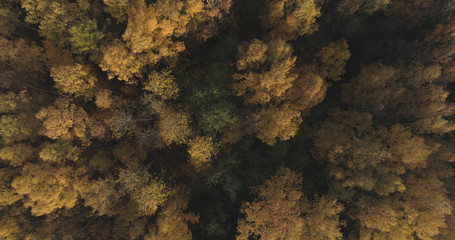 Aerial top view over field and autumn forest in the morning