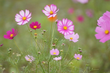 コスモス