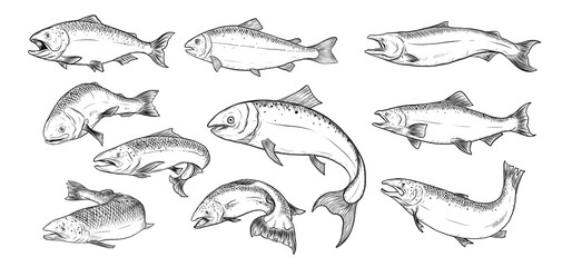 Salmon art highly detailed in line art style.Fish vector by hand drawing.Fish tattoo on white background.Black and white fish vector on white background.Salmon fish sketch for coloring book. - obrazy, fototapety, plakaty