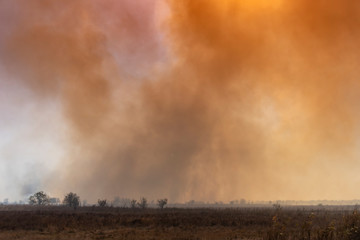 Fototapeta premium A large fire in the cane fields in the nature reserve