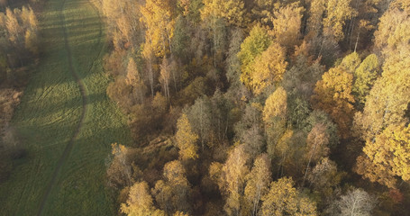 Aerial view over autumn rural landscape with field and forest in the morning