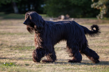 Afghan Hound is running in the park